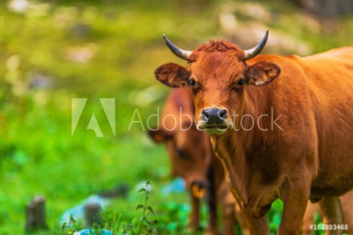 Picture of Beef Cattle Brown Cow